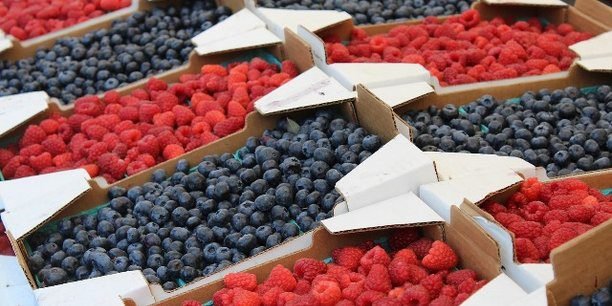 المغرب الثالث عالميا في تصدير التوت