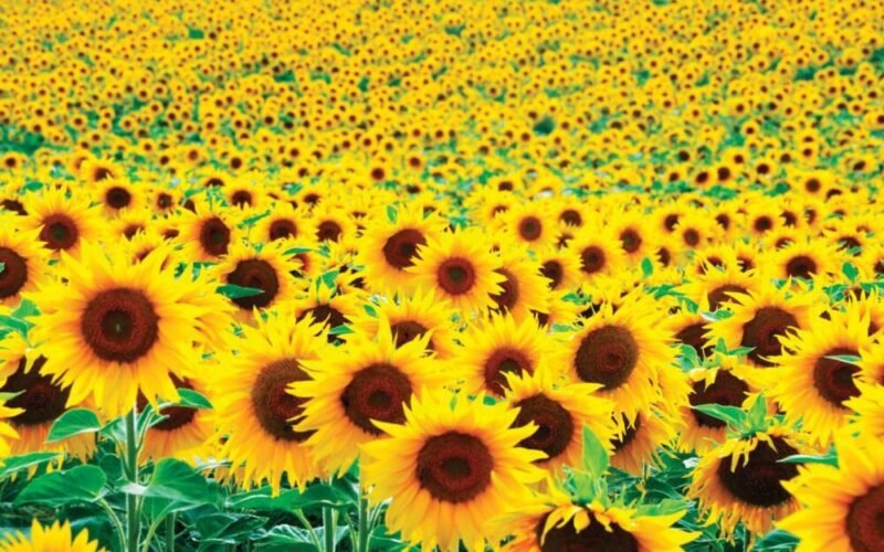 كتاب أبيض حول البذور الزيتية