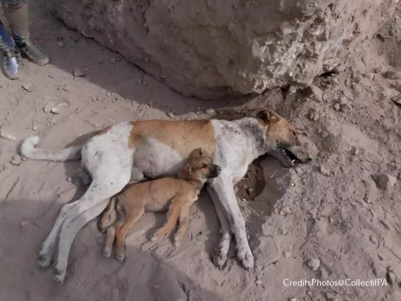 جمعيات حماية الحيوانات غاضبة