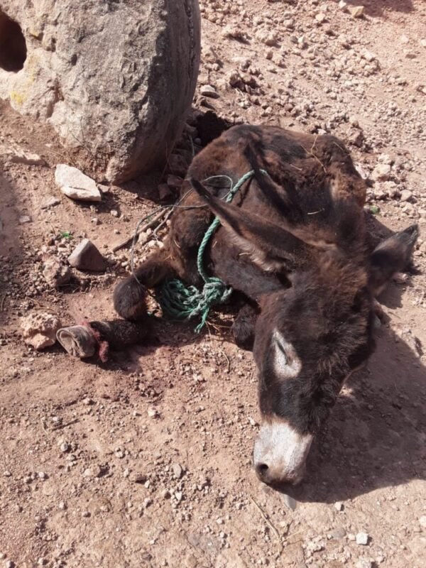 التحقيق مع فلاح بتر أرجل حمار دخل حقله