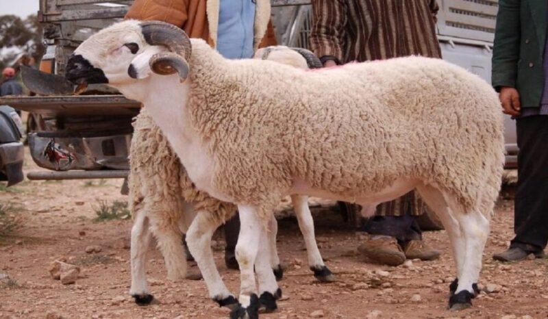 وزارة الأوقاف تعلن موعد عيد الأضحى