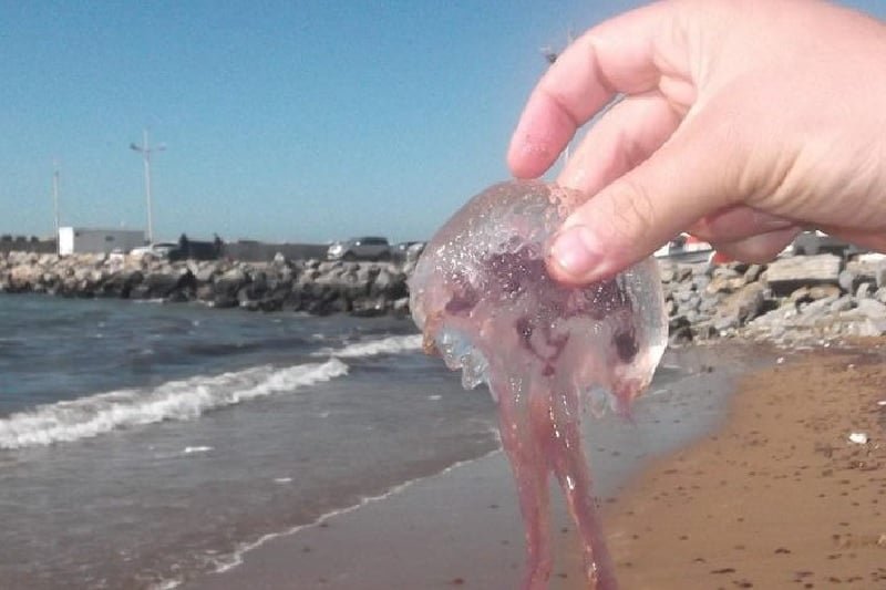 قناديل البحر تعود لمطاردة مرتادي الشواطئ