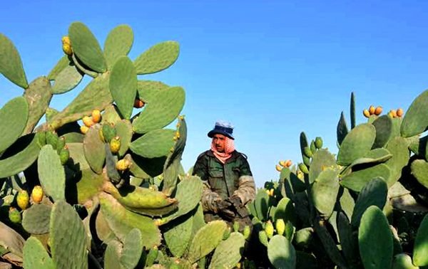 التين الشوكي | H-NEWS آش نيوز