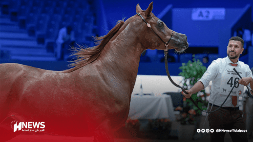 تتويج الحصان قيصر الشاوية بالميدالية الذهبية في معرض الجديدة
