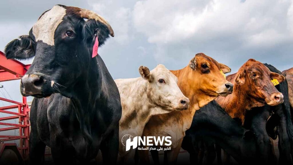 تصدير أبقار إلى المغرب بقرار محكمة ألمانية