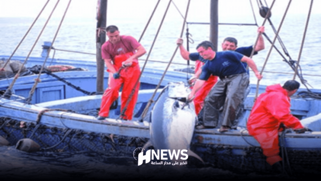 أسماك التونة