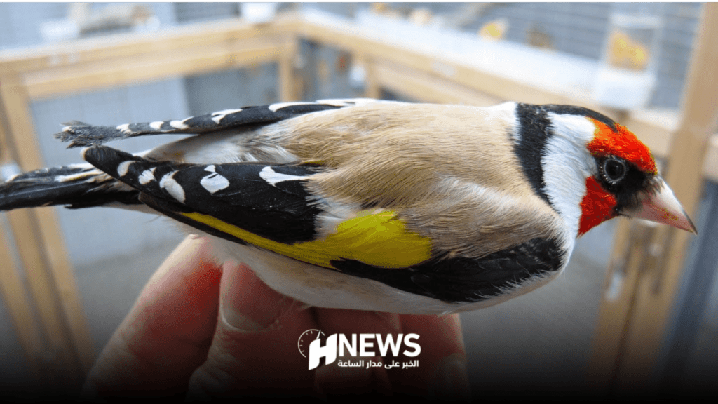 طائر الحسون