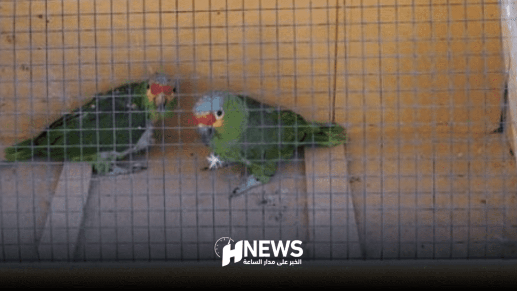 نهريب الطيور | H-NEWS آش نيوز نهريب الطيور