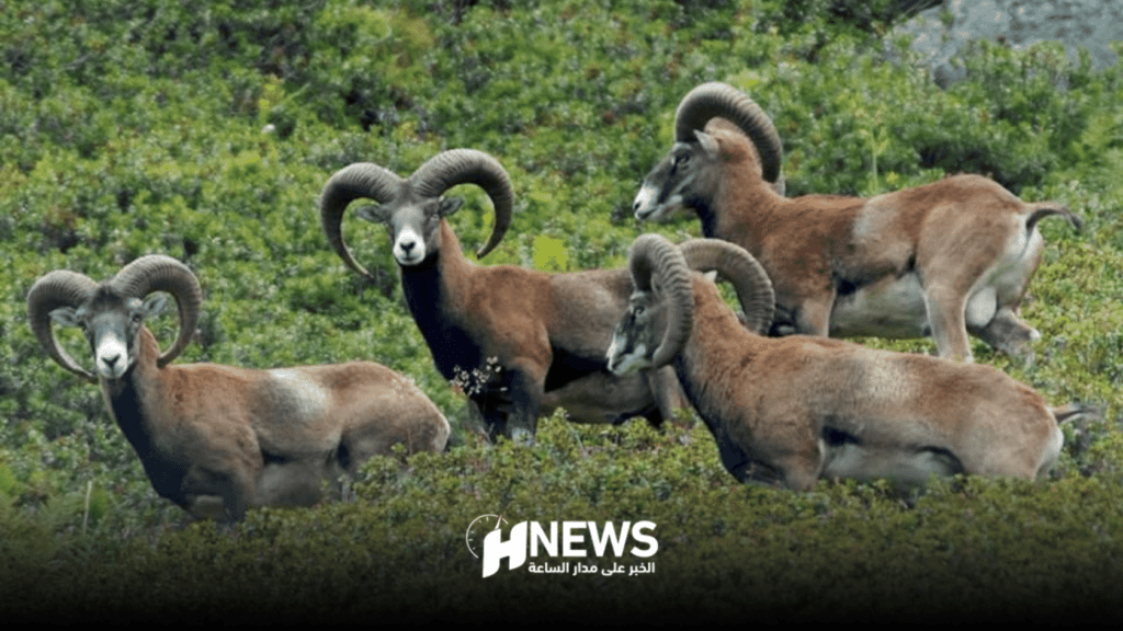 إيقاف قناصين متورطين في صيد غزالة “الأروي”