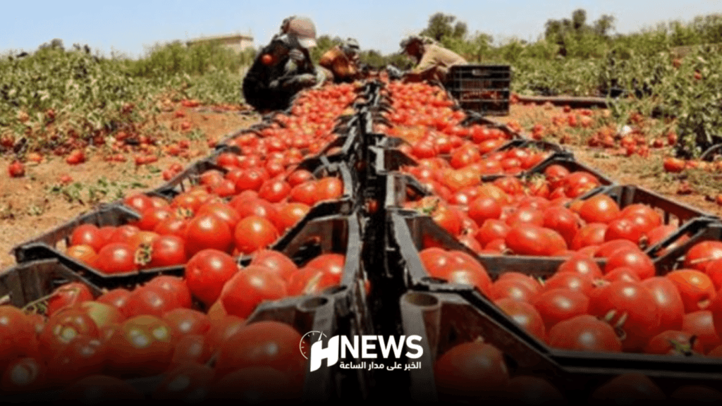 الطماطم المغربية تغضب الإسبان