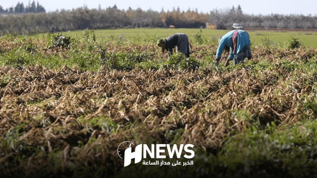 الأمطار تنعش الزراعات والفرشة المائية بالجديدة