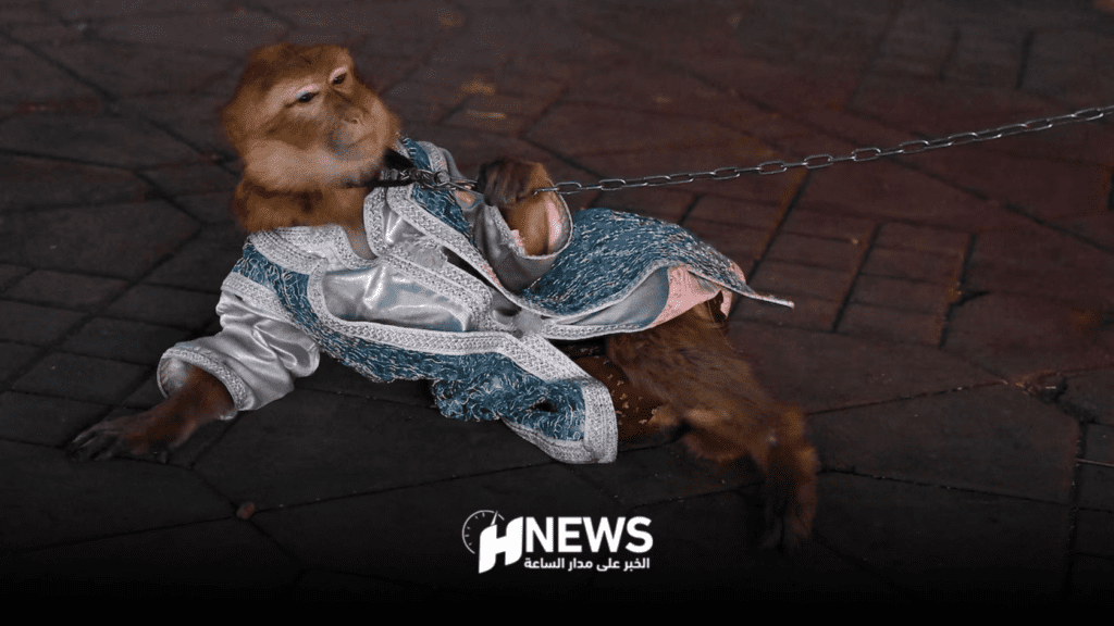 “ناشيونال جيوغرافيك” تحذر من انقراض قرود “جامع الفنا”