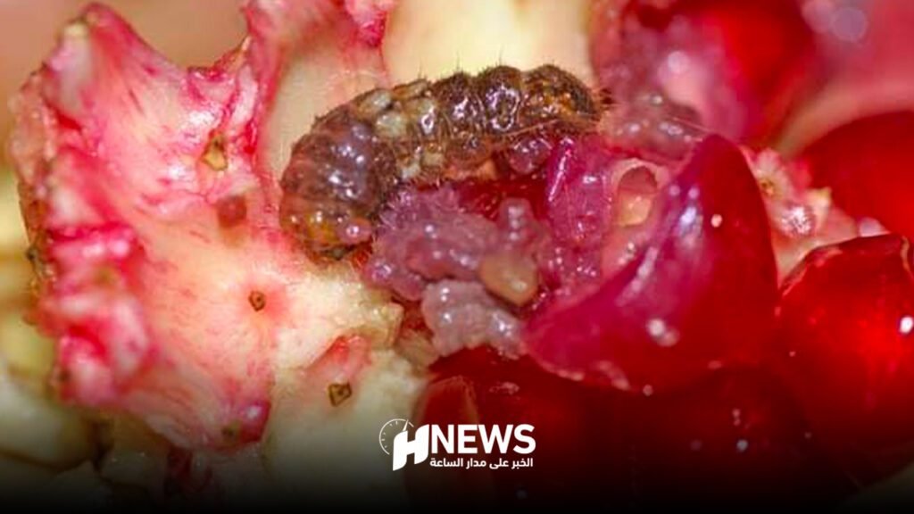 حشرة الرمان