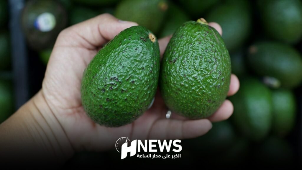 مغاربة ينددون بتصدير الأفوكادو رغم أزمة الجفاف
