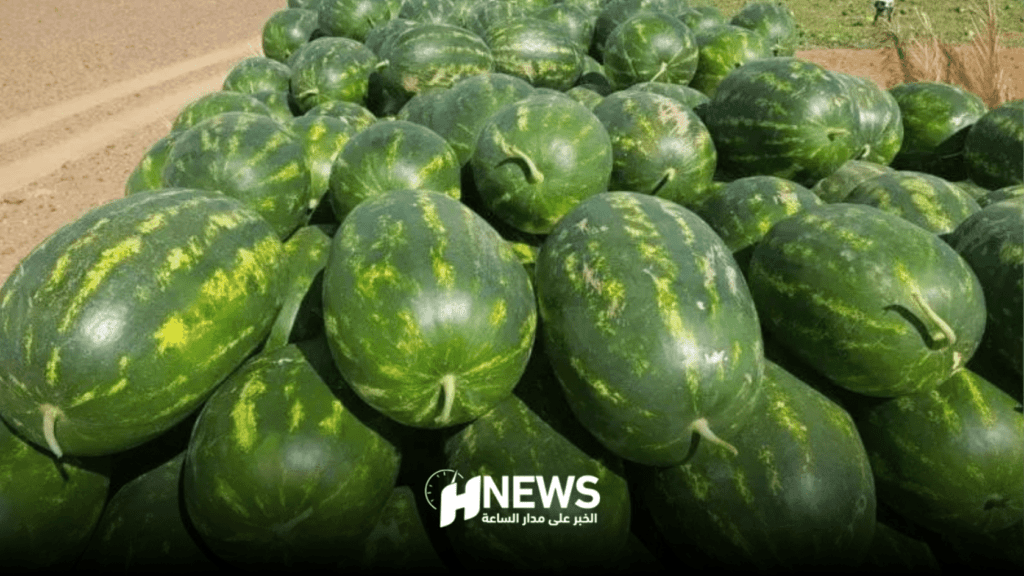 قرار بمنع زراعة البطيخ