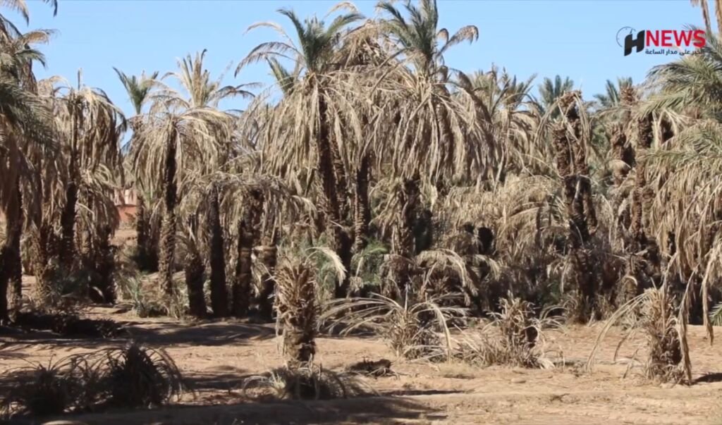 تراجع محصول التمور بزاكورة بسبب موت النخيل.. فيديو