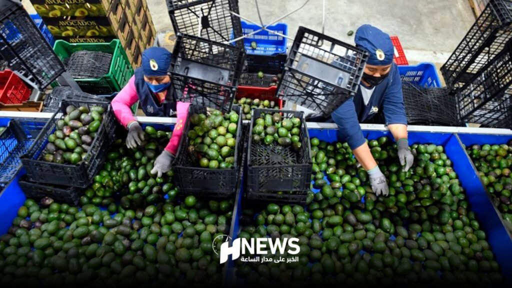 في عز الجفاف.. المغرب يصدر 45 ألف طن من الأفوكادو في 2024