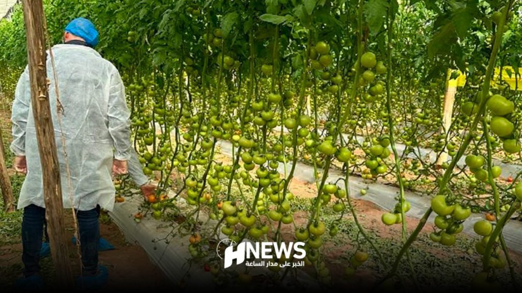 فيروس يقلص صادرات الطماطم المغربية لأوربا