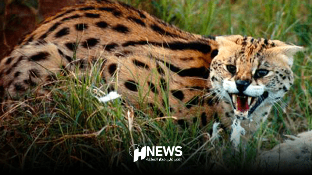 وكالة المياه والغابات تكشف حقيقة “النمر” الطليق بطنجة