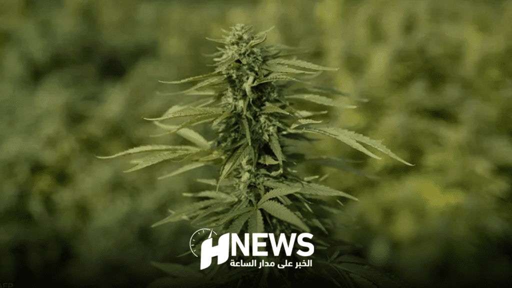 أزيد من 2900 ترخيص لاستعمال القنب الهندي