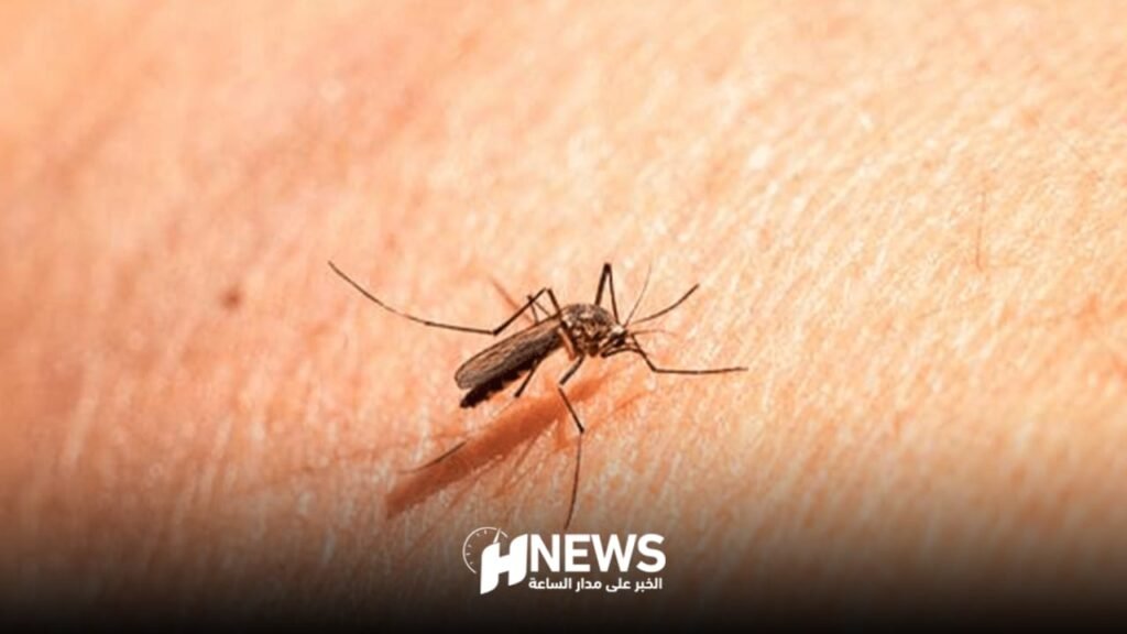 البعوض | H-NEWS آش نيوز البعوض
