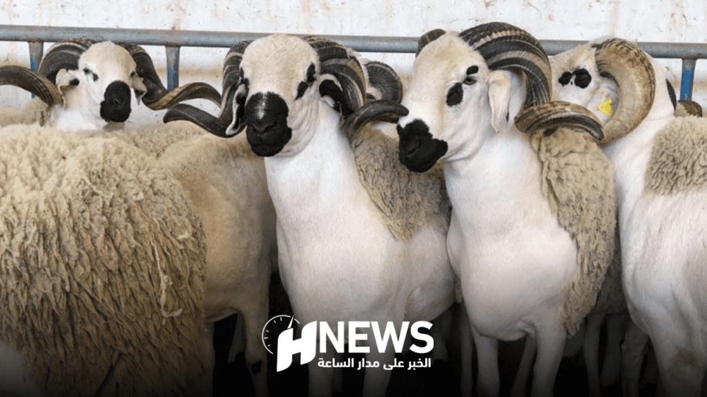 مهني: أسعار الأغنام ستعرف ارتفاعا مهولا في الأيام المقبلة