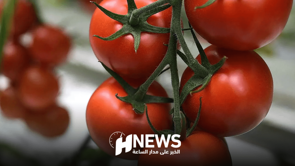 مهني يشرح أسباب ارتفاع أسعار الطماطم