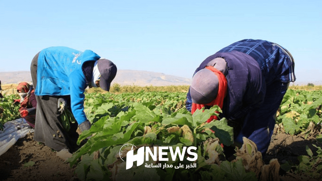 “umt” تجدد مطالبها لصالح العمال الزراعيين والطبقة الكادحة