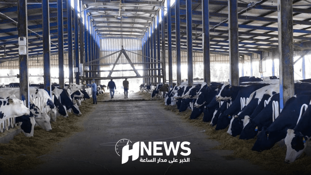 مهني: الجزار يعاني بسبب إقصائه من استيراد عجول التسمين