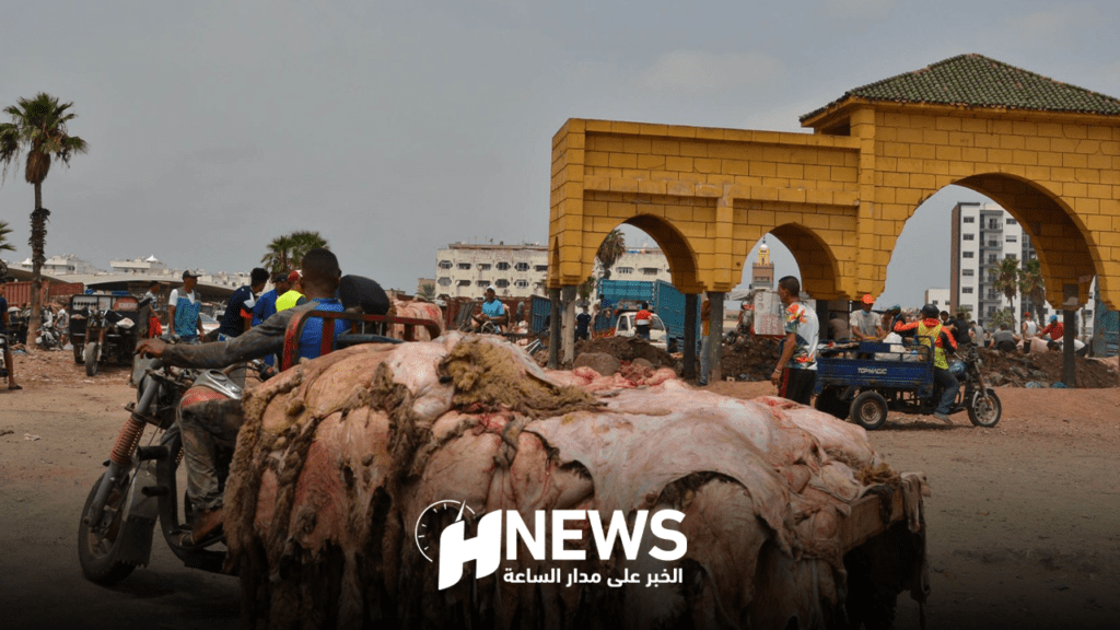 خبير: “هيدورة” الأضاحي ثروة لا يتم استغلالها