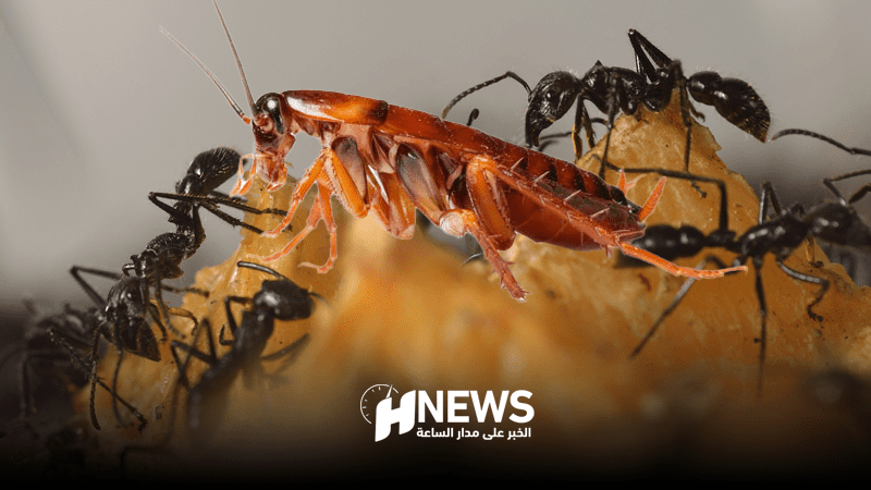 صراصير | H-NEWS آش نيوز صراصير
