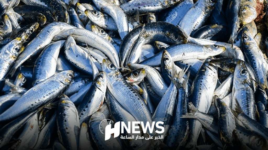 مهني يوضح أسباب ارتفاع سعر “السردين” وتوقعات بانخفاضه