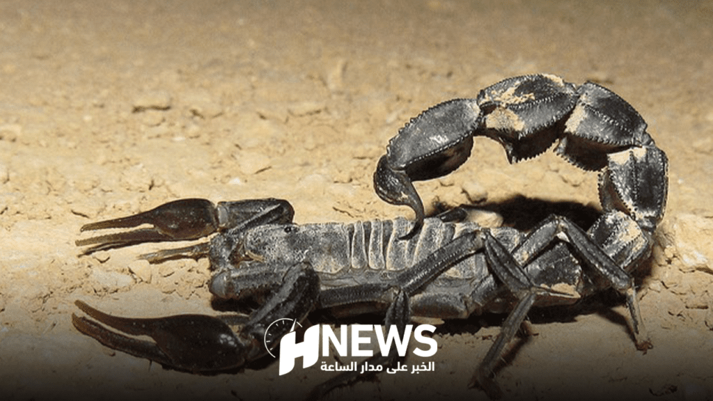 سكان البوادي يناشدون وزارة الصحة بسبب العقارب والأفاعي