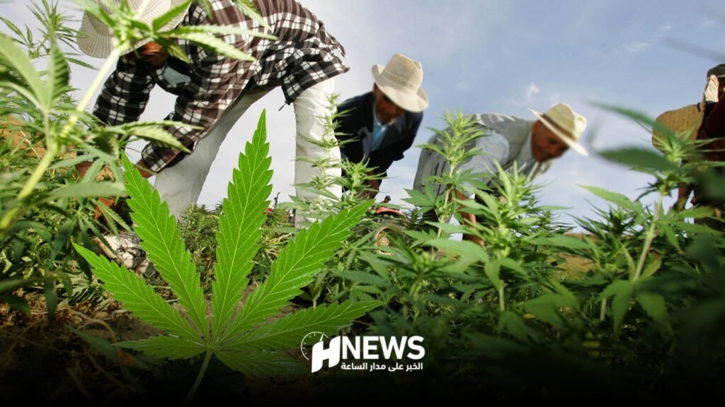 توسيع نطاق تراخيص القنب الهندي في المغرب: 3029 ترخيصا جديدا في 2024