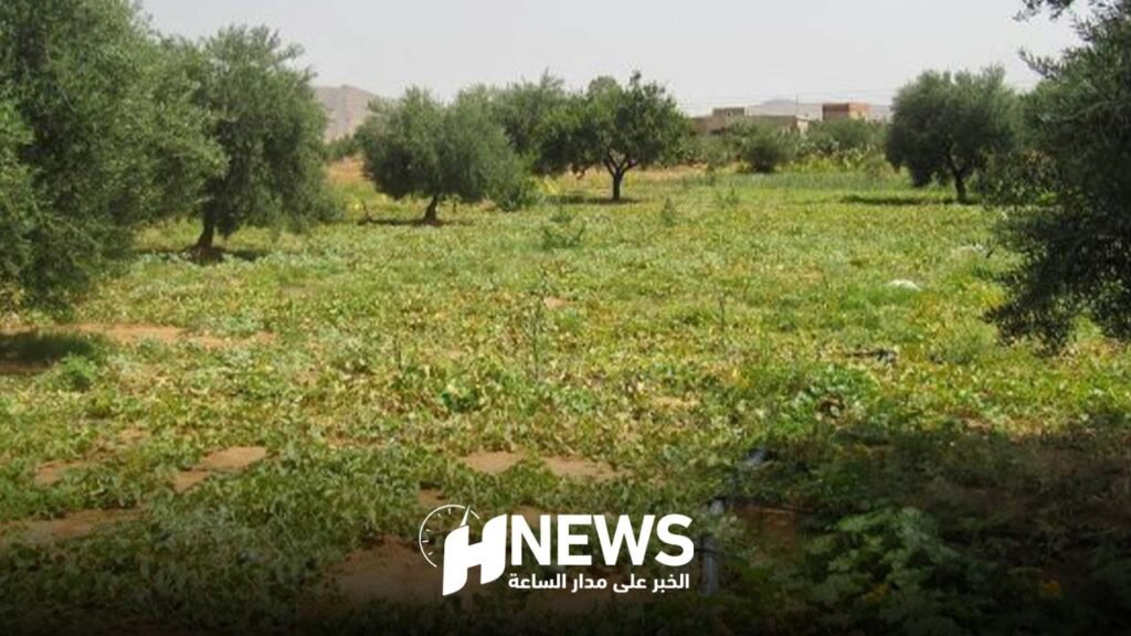 مطالب بإصلاح الاختلالات في قطاع الأراضي السلالية لمحاربة الفقر