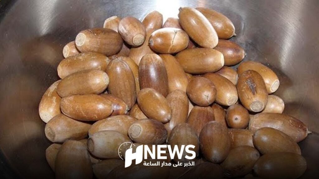 خبير بيئي: جمع البلوط انتهاك للقانون وتهديد للبيئة