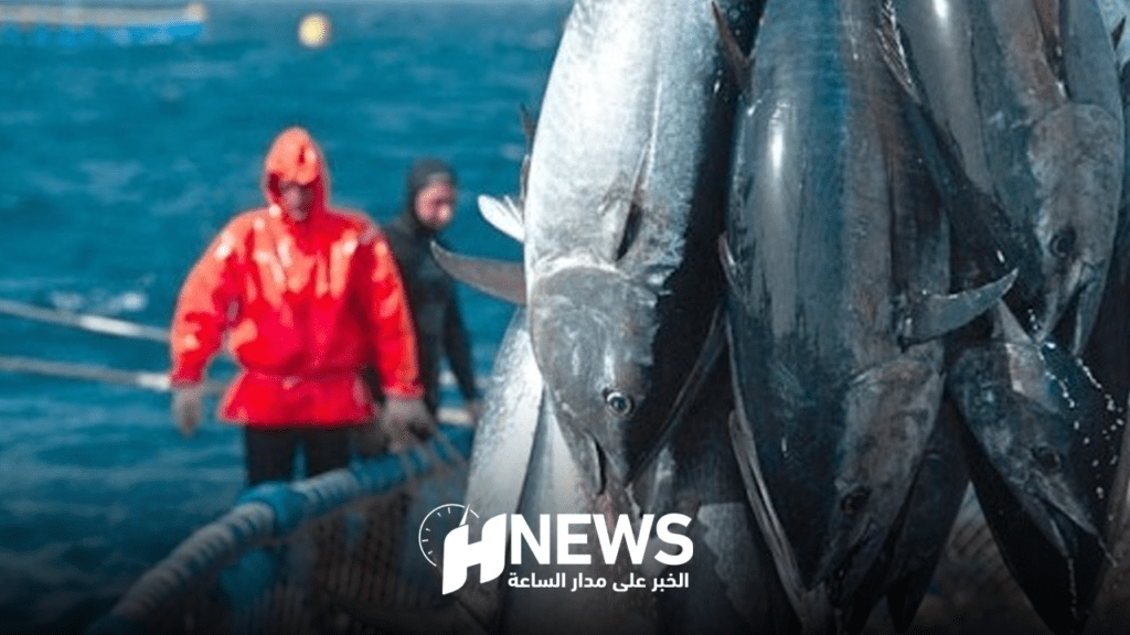 خبير: قرار محكمة العدل الأوروبية لن يؤثر على الاقتصاد الوطني