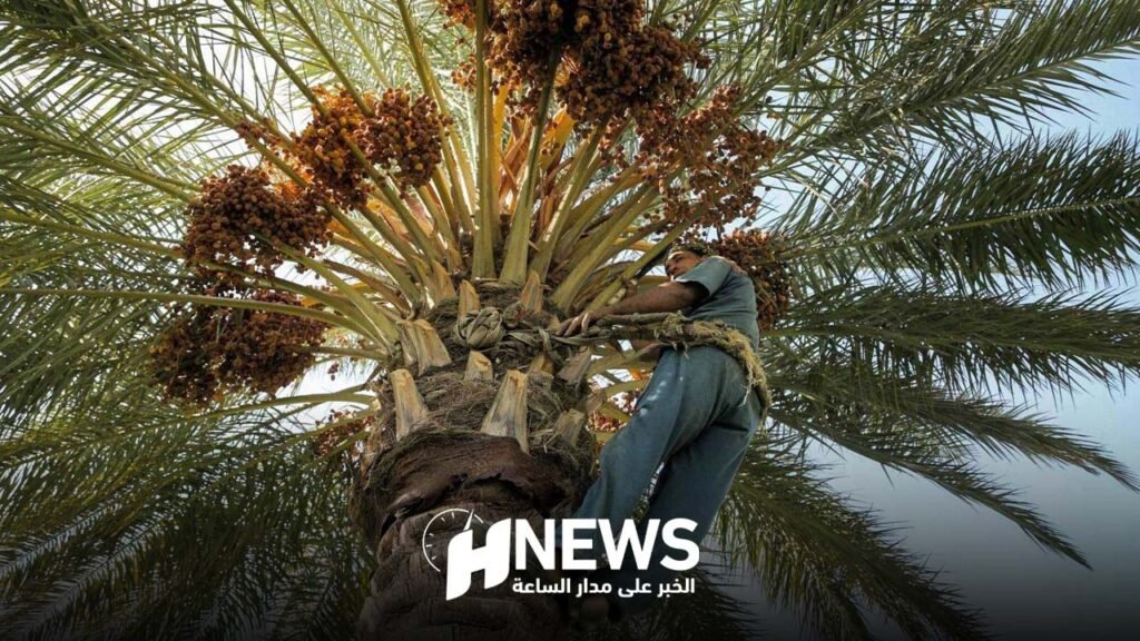 المديرية الجهوية للفلاحة تتوقع إنتاج 8 آلاف طن من التمور في فجيج