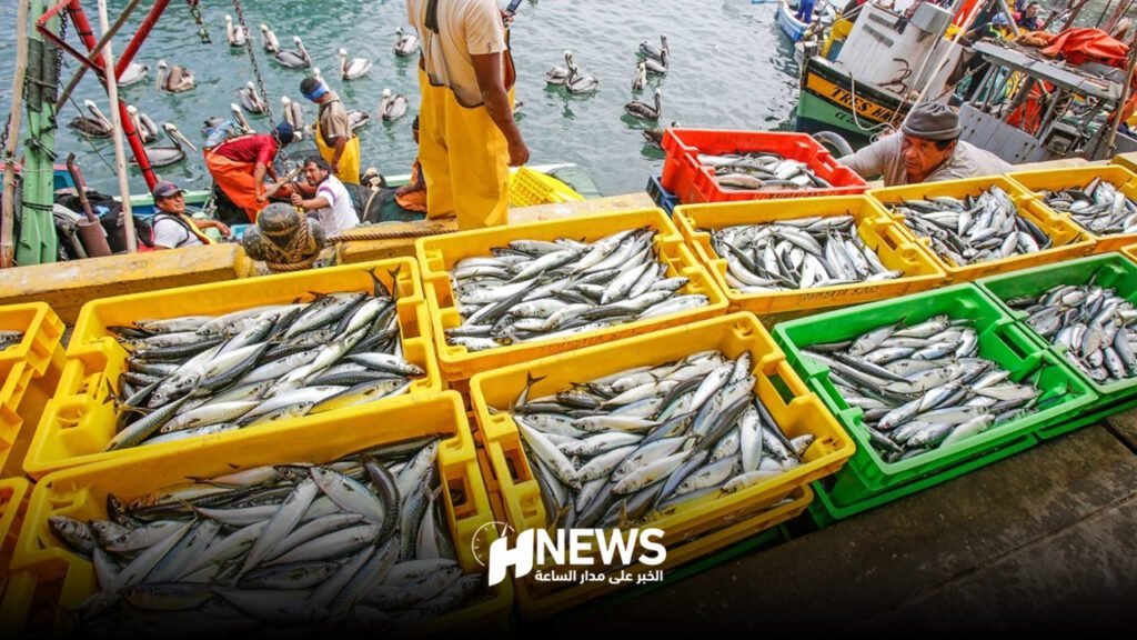 تراجع كميات الصيد بميناء الناظور وتحسن في القيمة السوقية