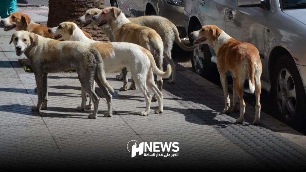 وفاة تلميذة في أولاد تايمة بعد حادث مروع جراء هجوم كلب ضال