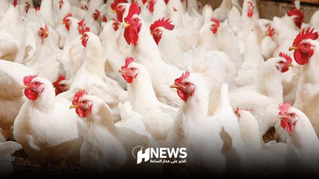 ارتفاع مفاجئ في أسعار الدجاج يثير استغراب المواطنين
