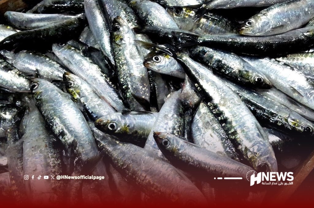 السردين المغربي