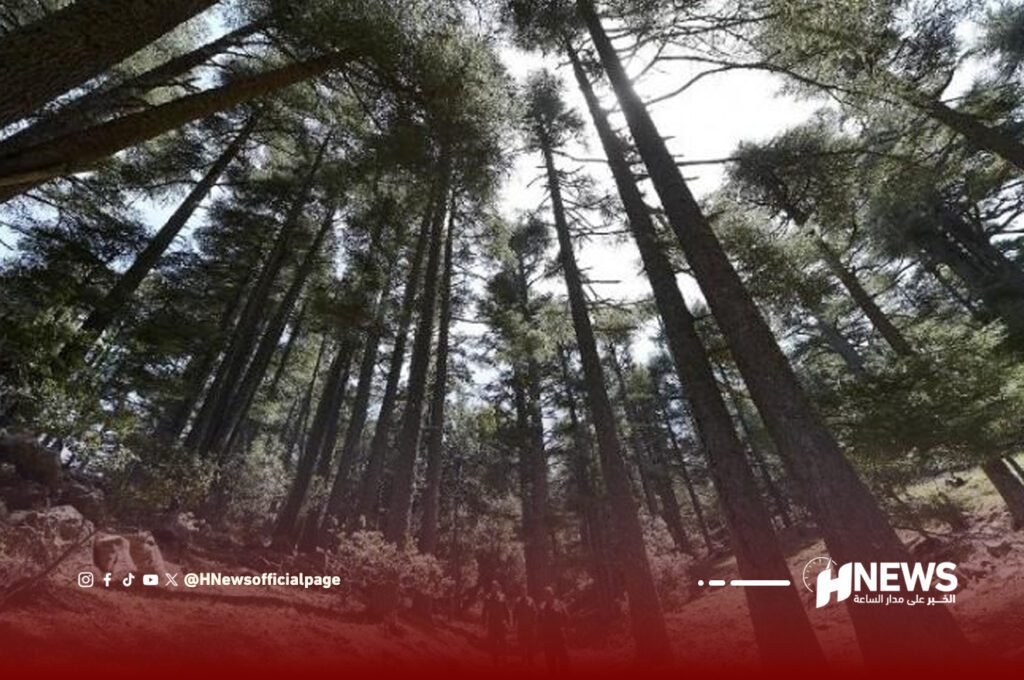 الغابات | H-NEWS آش نيوز الغابات
