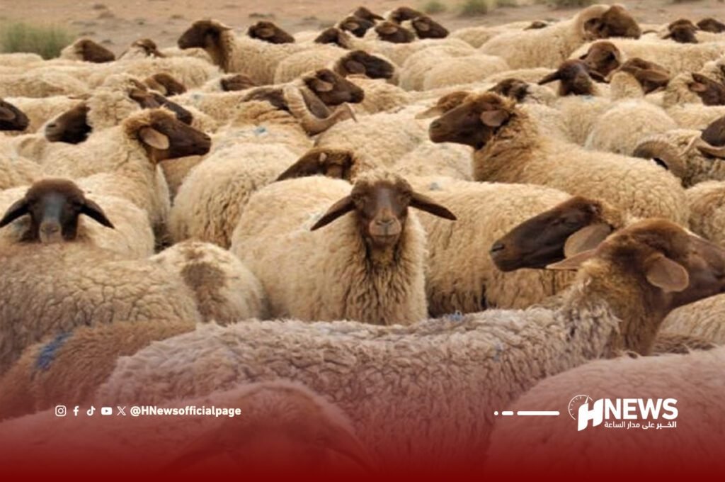 القطيع | H-NEWS آش نيوز القطيع