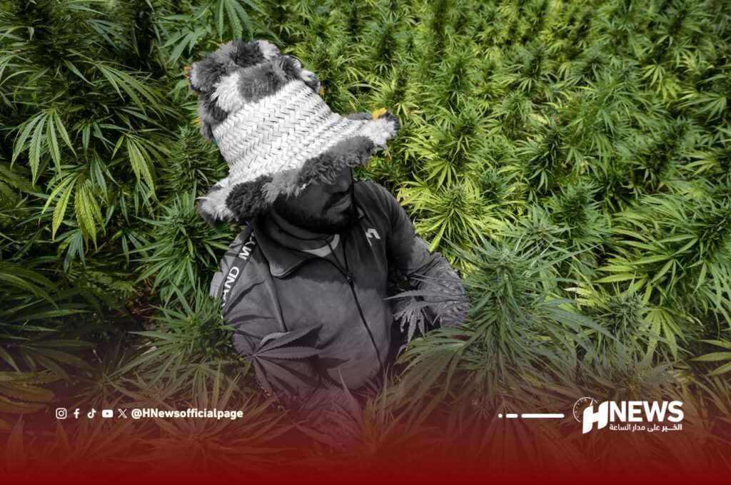 مزارع القنب الهندي | H-NEWS آش نيوز مزارع القنب الهندي