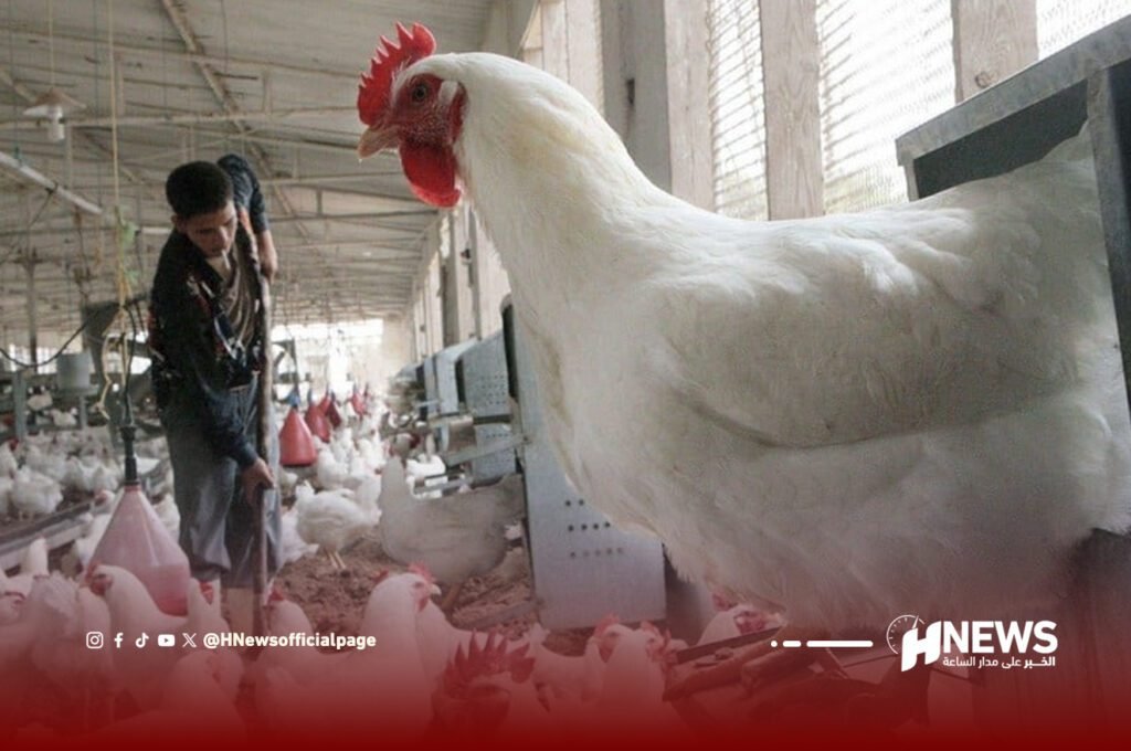 مهني يكشف أسباب استمرار ارتفاع أسعار الدجاج