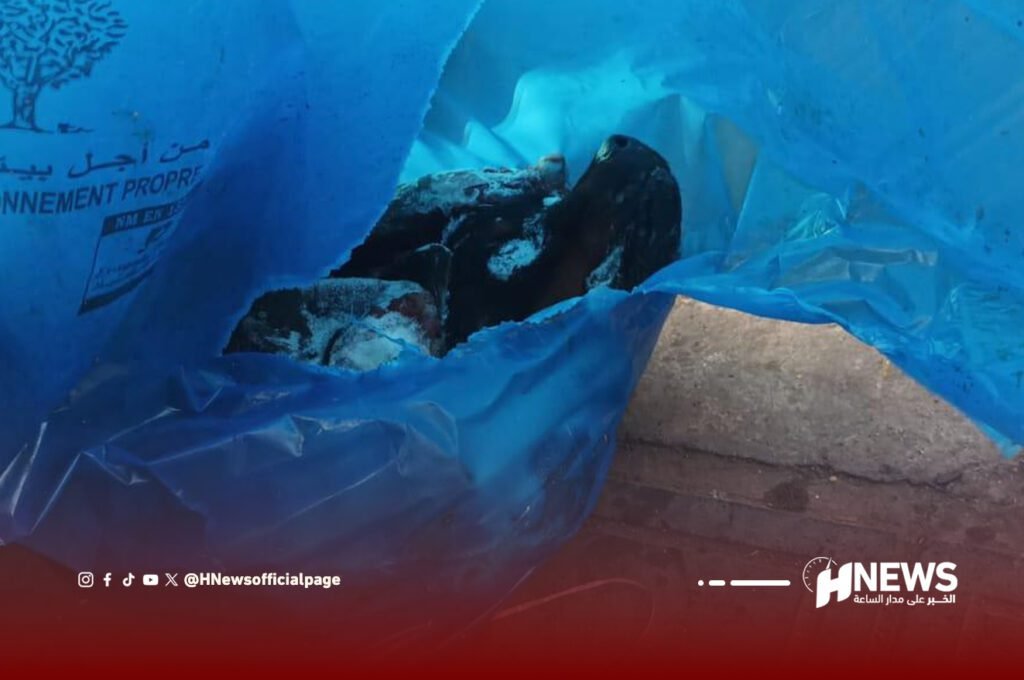 الدار البيضاء.. جثث كلاب مقطعة ومرمية تستنفر رجال الأمن