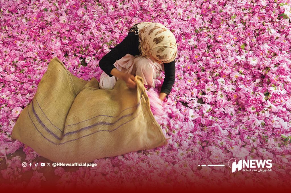 نساء قلعة مكونة.. كفاح مستمر وسط أشواك الورود