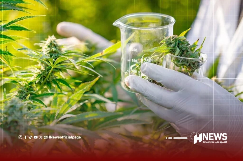 أدوية القنب الهندي