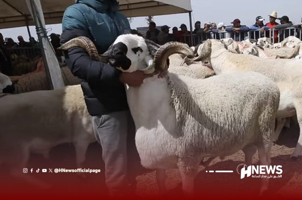 الكسابة الكبار | H-NEWS آش نيوز الكسابة الكبار